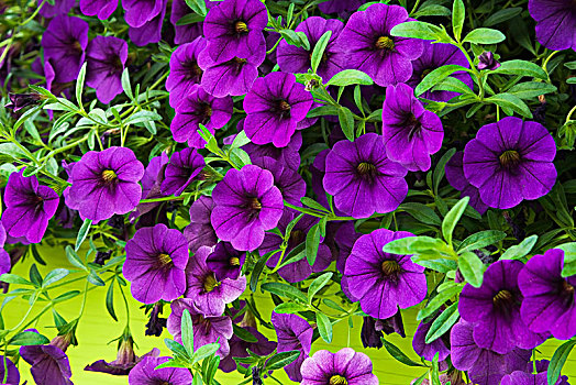 紫色,矮牵牛花属植物,花,魁北克,加拿大,北美