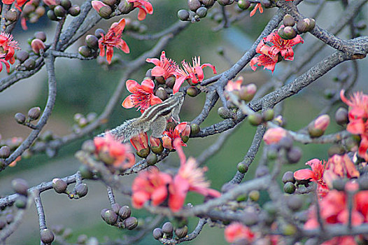 松鼠,花,春天,孟加拉,达卡,二月,2007年