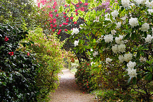 小路,盛开,杜鹃属植物,花园,靠近,康沃尔,英格兰,英国