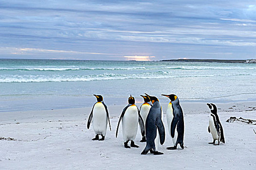 帝企鹅,麦哲伦企鹅,自愿角,东福克兰,岛屿,福克兰群岛,南美