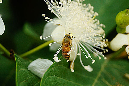 一只蜜蜂在白花里采蜜