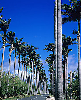 皇家,棕榈树,排列,小径,瓜德罗普,法国,西印度群岛