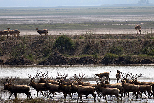 江苏省盐城大丰麋鹿自然保护区