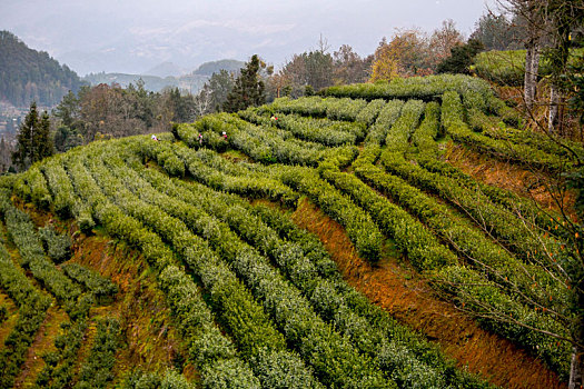 重庆酉阳,宜居贡茶采摘忙