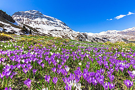 花,紫色,藏红花,区域,格劳宾登,瑞士,欧洲