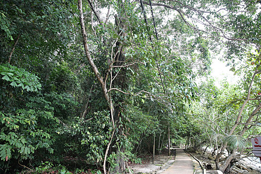 马来西亚槟城国家公园