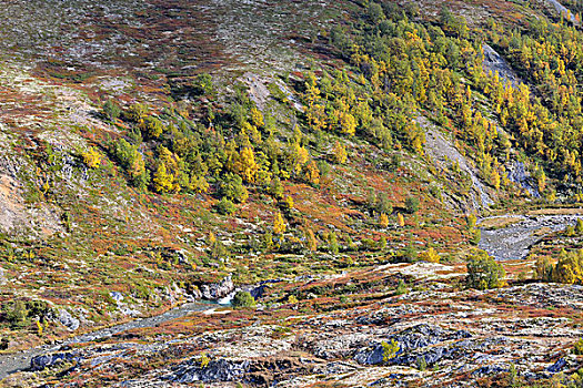 风景,秋天,国家公园,挪威,欧洲