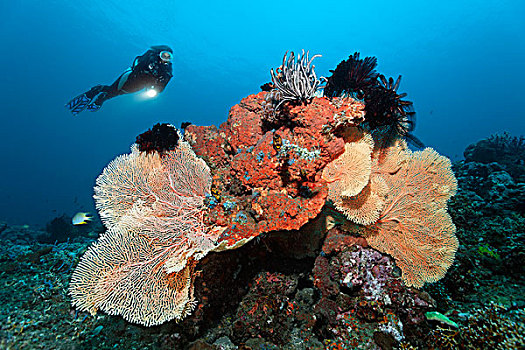 潜水,看,珊瑚礁,多样,珊瑚,海绵,海百合,巴厘岛