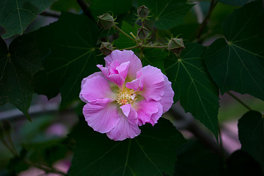 木芙蓉,木莲,芙蓉花