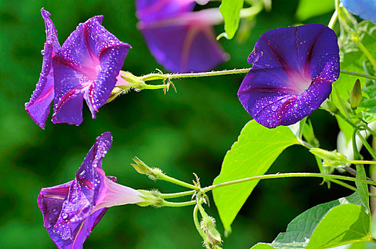 紫罗兰,牵牛花,番薯属植物,三色