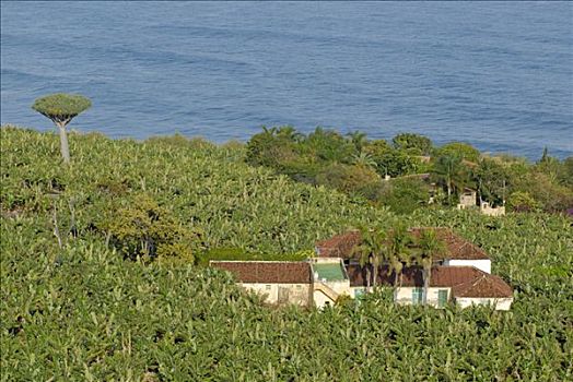 海岸,农舍,香蕉,种植园,靠近,佩特罗,特内里费岛,加纳利群岛,西班牙