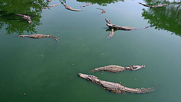 鳄鱼,农场,泰国,一月,2007年