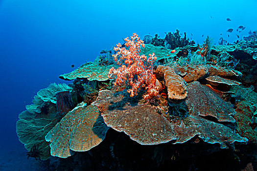 珊瑚礁,不同,珊瑚,巴厘岛,印度尼西亚,太平洋