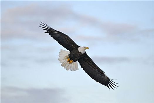 白头鹰,海雕属,雕,飞行,肯奈半岛,阿拉斯加,美国