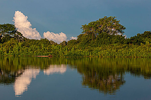 树,反射,水,河,潘塔纳尔,世界遗产,南马托格罗索州,巴西,南美
