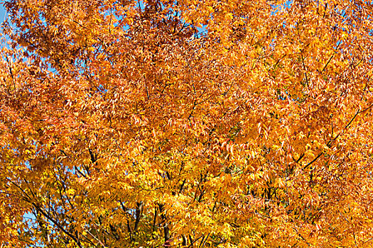树,鲜明,秋天,白天