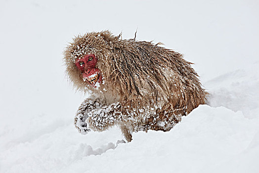 日本猕猴,雪猴,深,冬天,雪