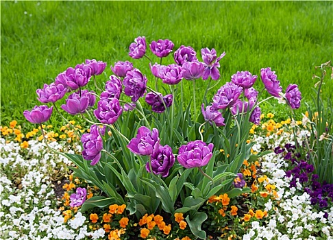 多,紫色,郁金香,花
