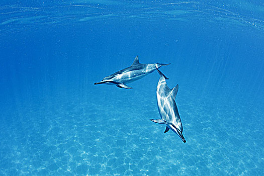 夏威夷,湾,长吻原海豚,水下