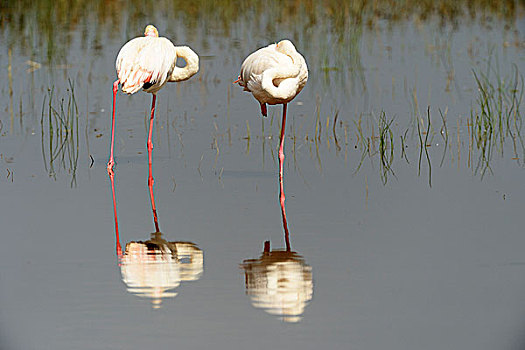 大红鹳,火烈鸟,反射,纳库鲁湖国家公园,肯尼亚,非洲