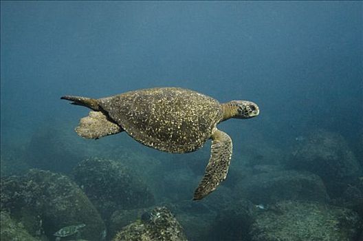 太平洋,绿海龟,龟类,游泳,加拉帕戈斯群岛,厄瓜多尔
