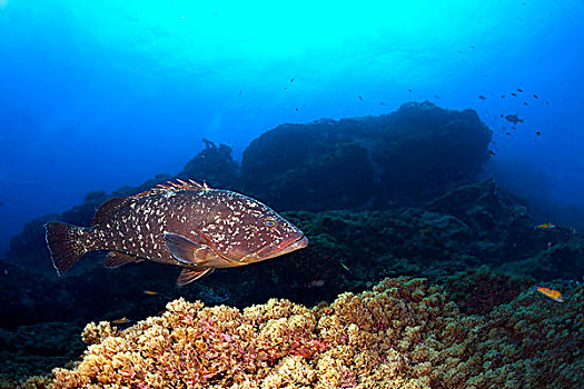 微暗,石斑鱼,石斑鱼属,靠近,圣马利亚,亚速尔群岛,大西洋,葡萄牙,欧洲