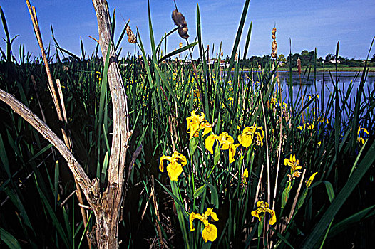 湿地,温哥华岛,不列颠哥伦比亚省,加拿大