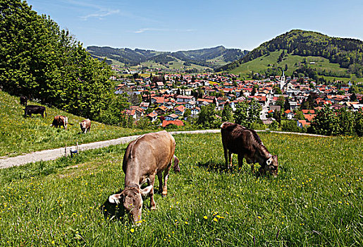 母牛,正面,斯瓦比亚,巴伐利亚,德国,欧洲