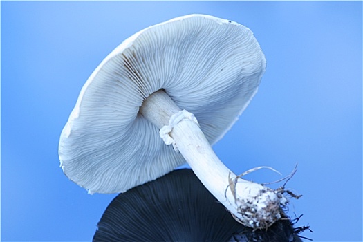 大,白蘑菇,影象,表面