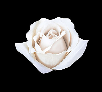 漂亮,白色,人造,玫瑰花,隔绝