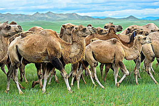 牧群,野生,巴克特里亚,骆驼,蒙古,草原,亚洲