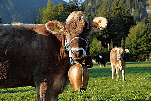 母牛,穿,铃,地区,区域,斯瓦比亚,巴伐利亚,德国,欧洲