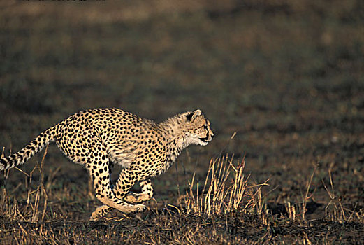 非洲,肯尼亚,马塞马拉野生动物保护区,年轻,印度豹,幼兽,猎豹,跑,热带草原