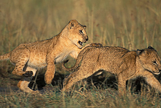 肯尼亚,马塞马拉野生动物保护区,幼狮,狮子,玩,兄弟姐妹,早晨,太阳