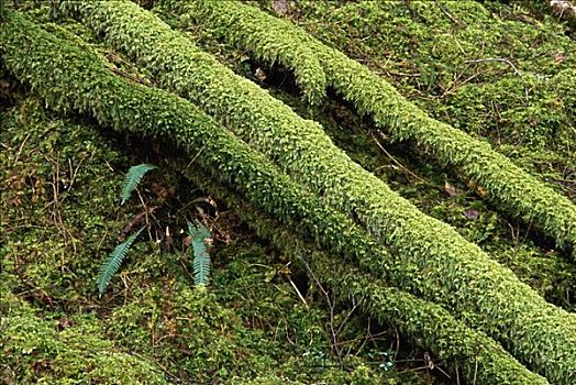 苔藓,基拉尼国家公园,爱尔兰