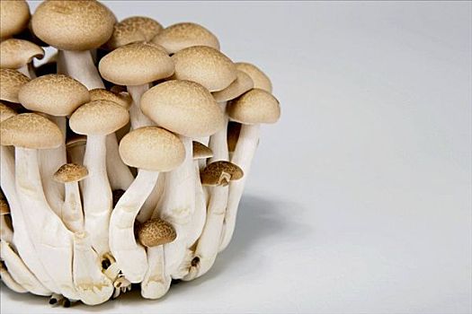 山毛榉,蘑菇