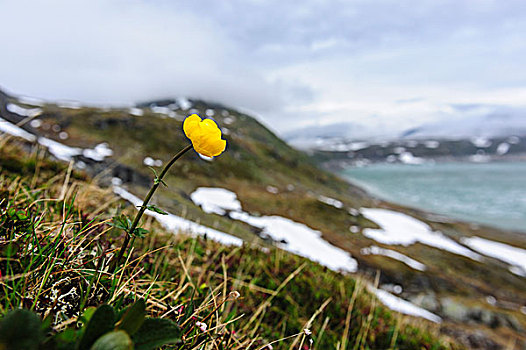挪威,球体,花,花球,盛开,雪地,北极圈,苔原