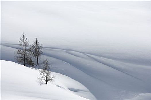 树,雪堆,夏蒙尼,法国