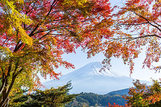 富士山,秋天,日本