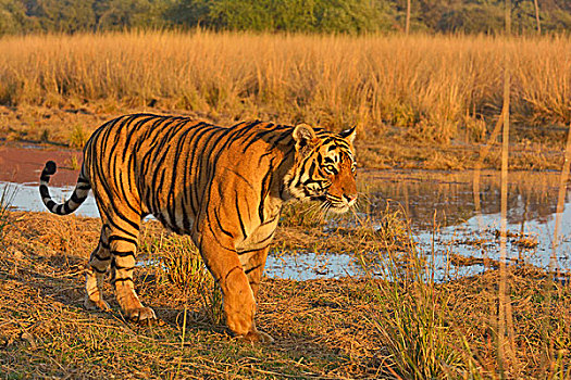 孟加拉,印度虎,虎,巡视,领土,拉贾斯坦邦,国家公园,印度,亚洲
