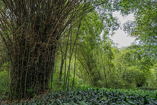 羊城广州夏天天河公园的绿树成荫,竹林与石头小路