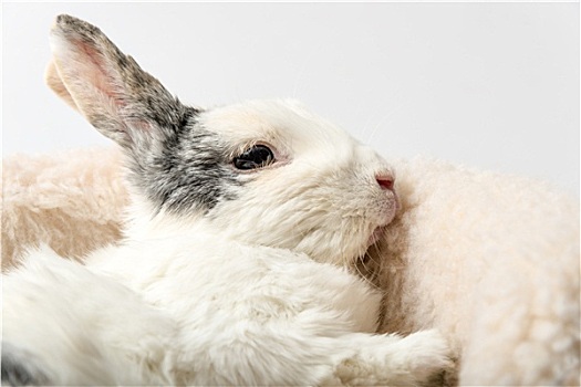 兔子,白色背景