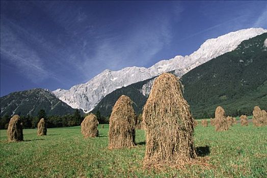 草地,干草堆,提洛尔,奥地利