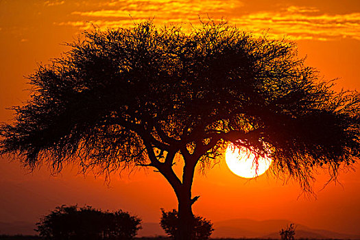 埃托沙国家公园,西部,入口,纳米比亚,非洲,风景,刺槐,日落