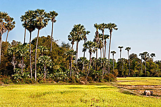 稻田,棕榈树,柬埔寨,东南亚,亚洲