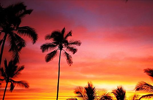 彩色,日落,椰树,剪影