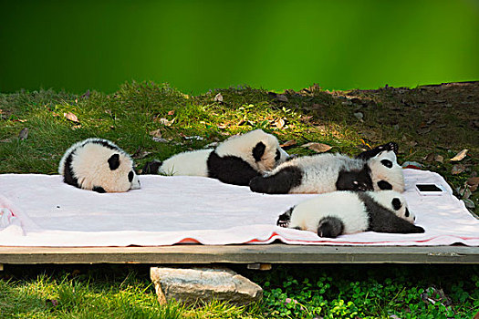 大熊猫,幼兽,成都,饲养,中心,中国,研究中心,四川,亚洲