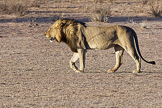 非洲狮,狮子,走,卡拉哈迪大羚羊国家公园,北开普,南非,非洲