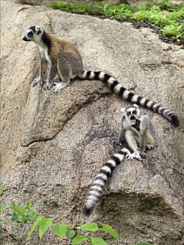 节尾狐猴,狐猴,保护区,成功,小,世界自然基金会,协助,三个,岁月,南方,马达加斯加,巨大