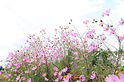 波斯菊,植物,花卉,绿化